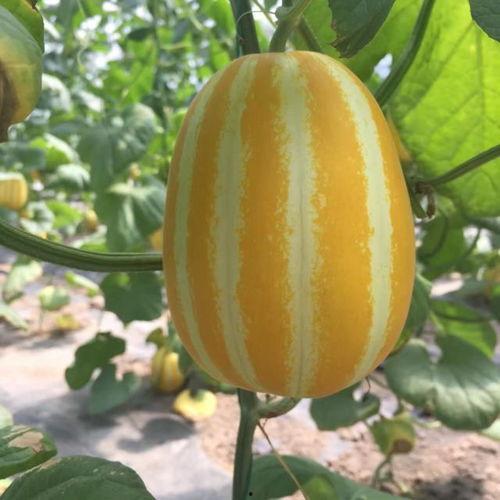 小黑盒在哪吃瓜,小黑盒的瓜田奇遇记