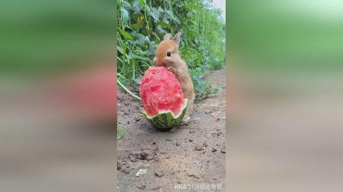 小瓜吃大章鱼,挑战大章鱼的奇妙冒险