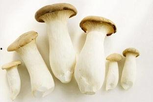 松蘑和角瓜可以一起吃吗,健康美味两不误