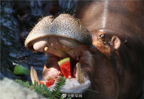 吃整个瓜的动物